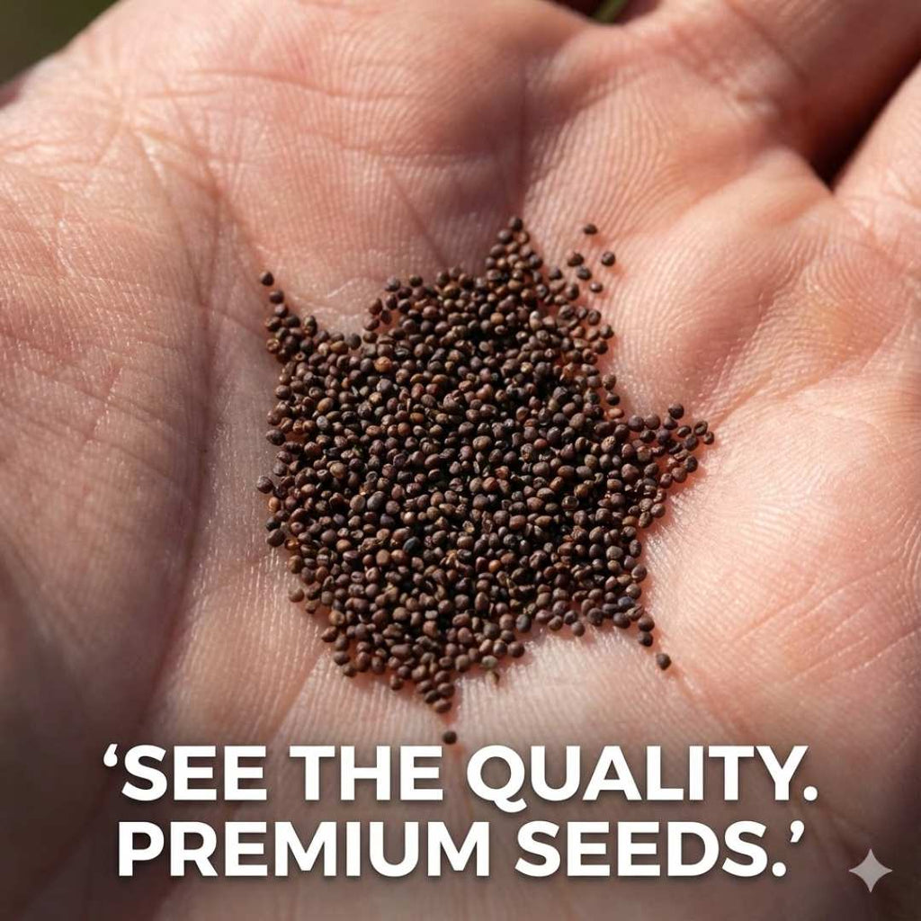 Premium Giant Blueberry Fruit Seeds | BUY 1 GET 2 FREE