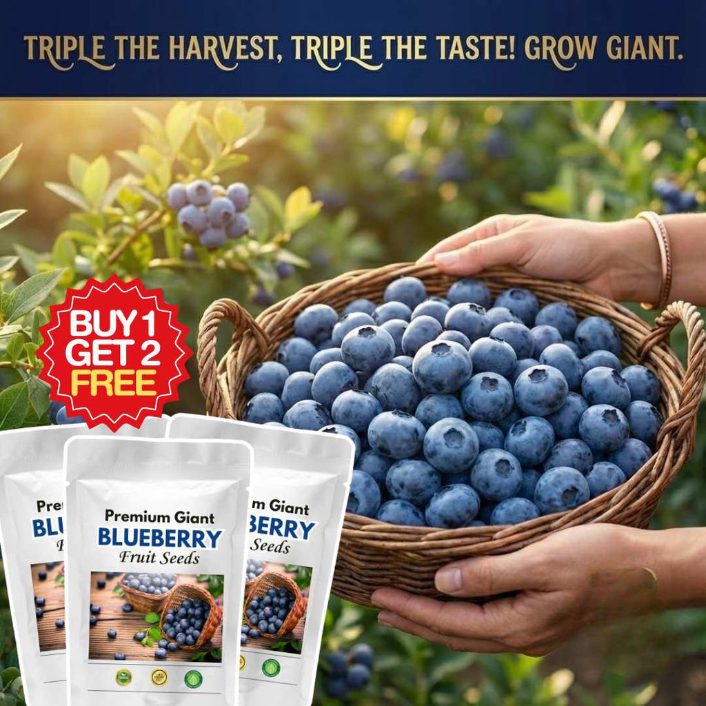 Premium Giant Blueberry Fruit Seeds | BUY 1 GET 2 FREE