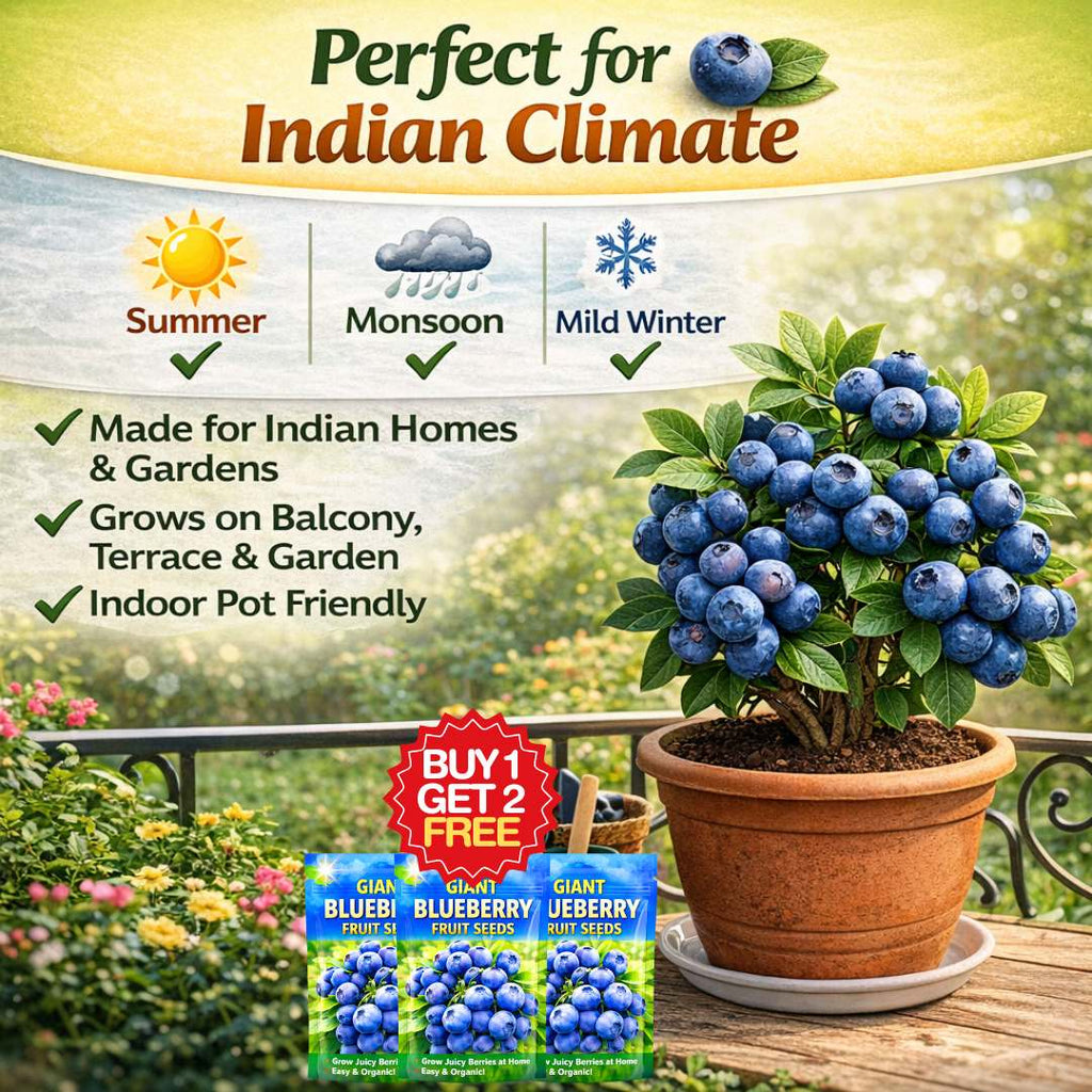 Premium Giant Blueberry Fruit Seeds | BUY 1 GET 2 FREE