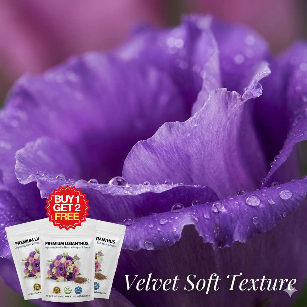 Premium Lisianthus (Prairie Rose / Gul-e-Naz) Flower Seeds | BUY 1 GET 2 FREE