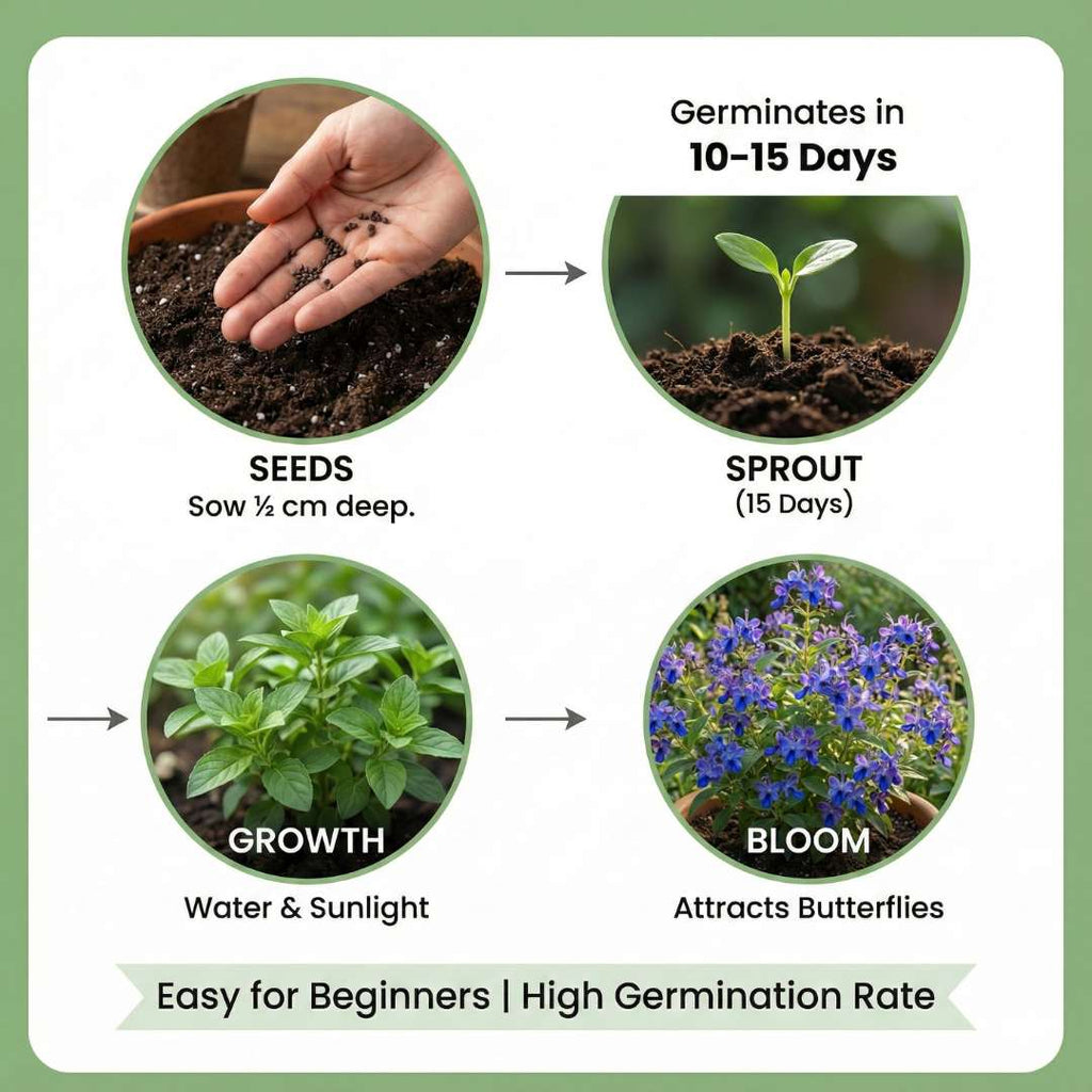 Butterfly Flower Seeds | BUY 1 GET 1 FREE