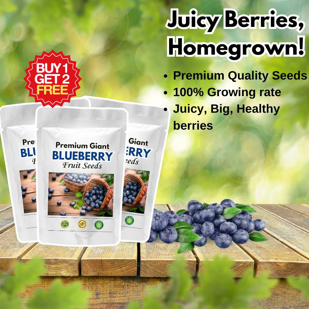 Premium Giant Blueberry Fruit Seeds | BUY 1 GET 2 FREE