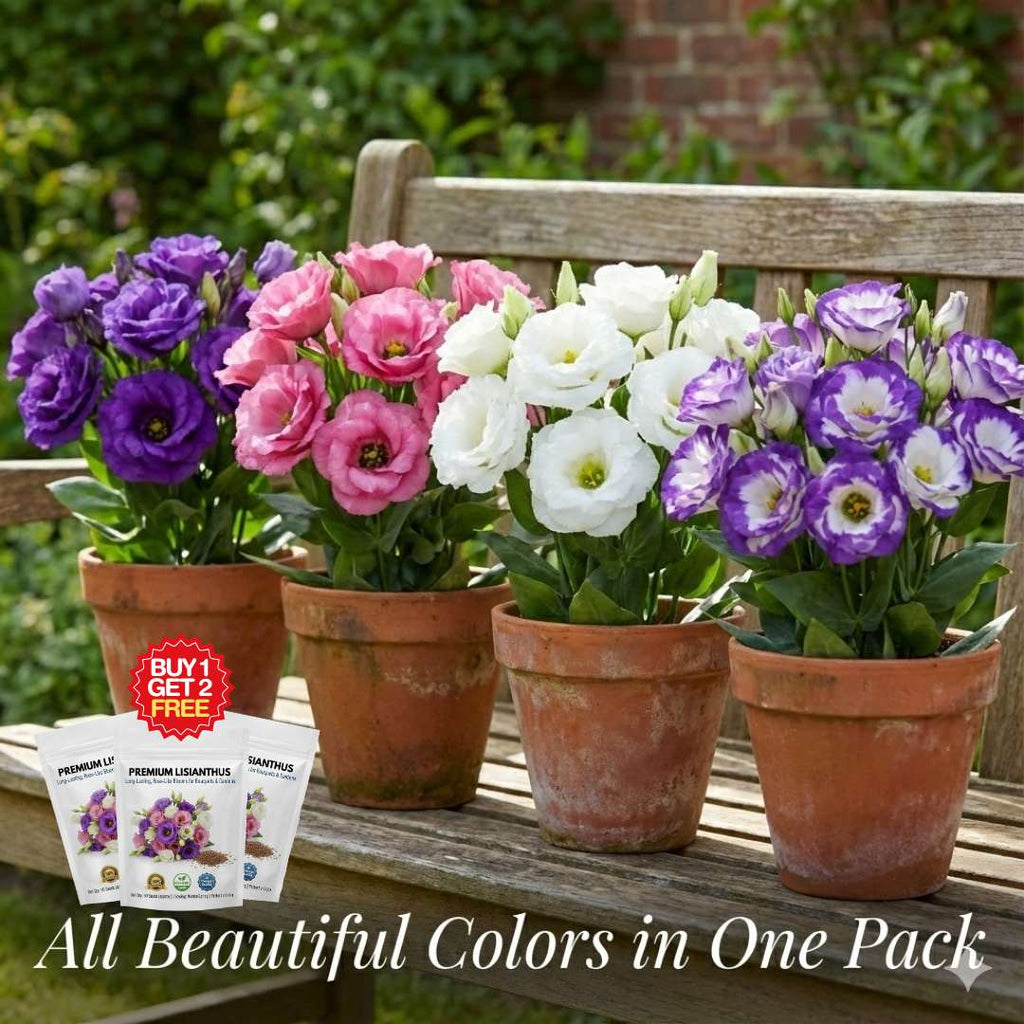 Premium Lisianthus (Prairie Rose / Gul-e-Naz) Flower Seeds | BUY 1 GET 2 FREE