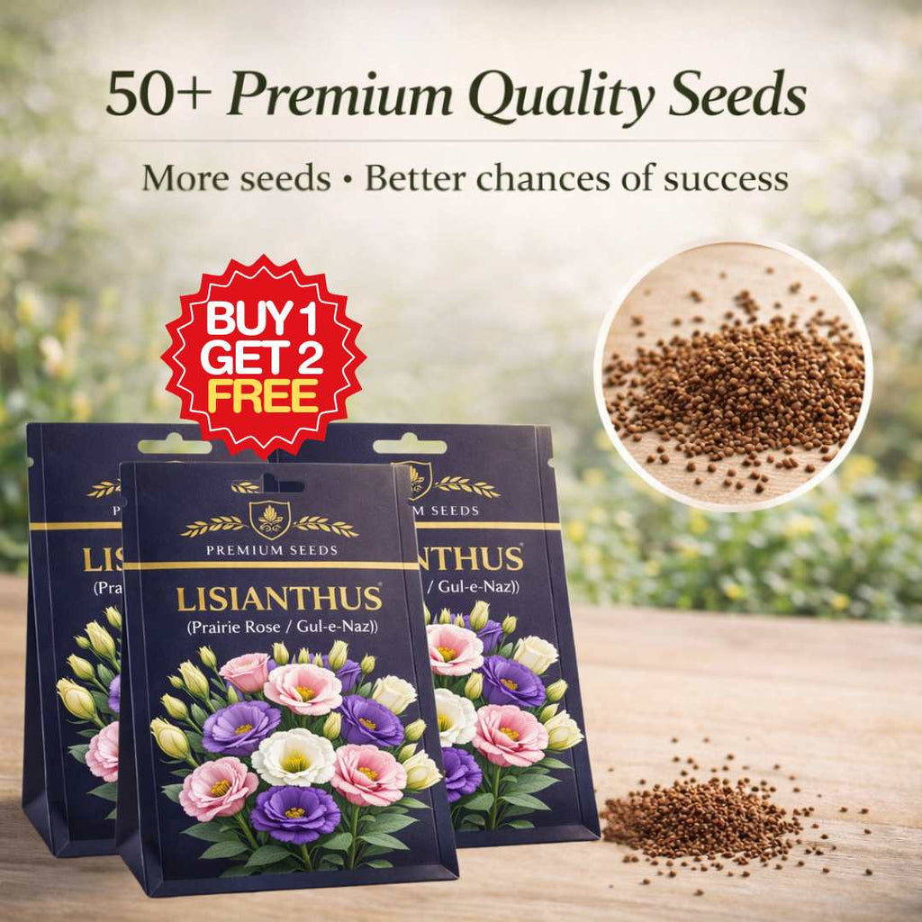 Premium Lisianthus (Prairie Rose / Gul-e-Naz) Flower Seeds | BUY 1 GET 2 FREE