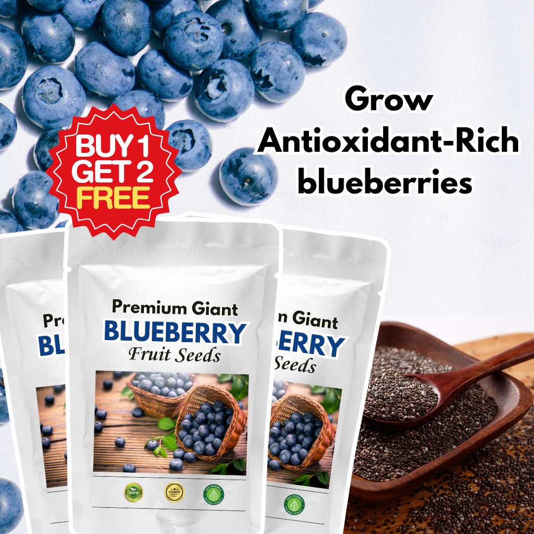 Premium Giant Blueberry Fruit Seeds | BUY 1 GET 2 FREE