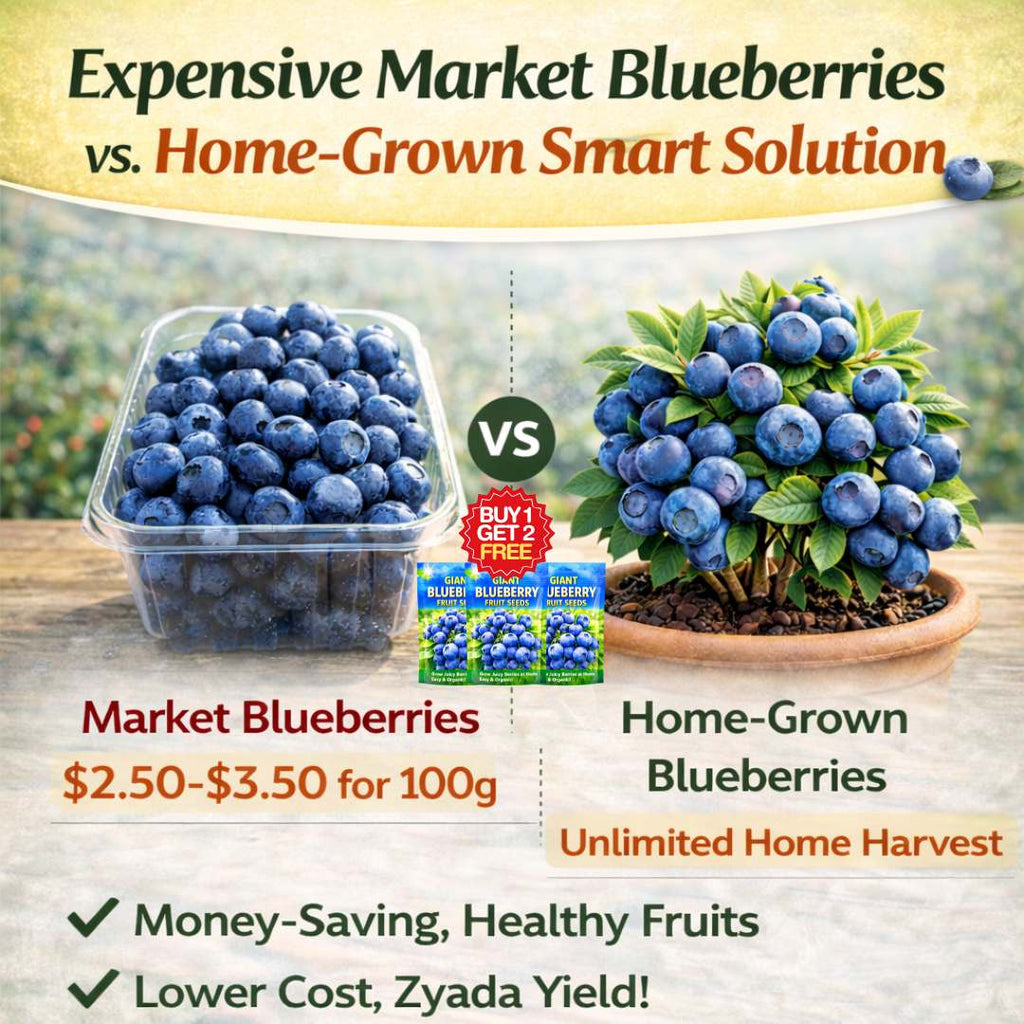Premium Giant Blueberry Fruit Seeds | BUY 1 GET 2 FREE