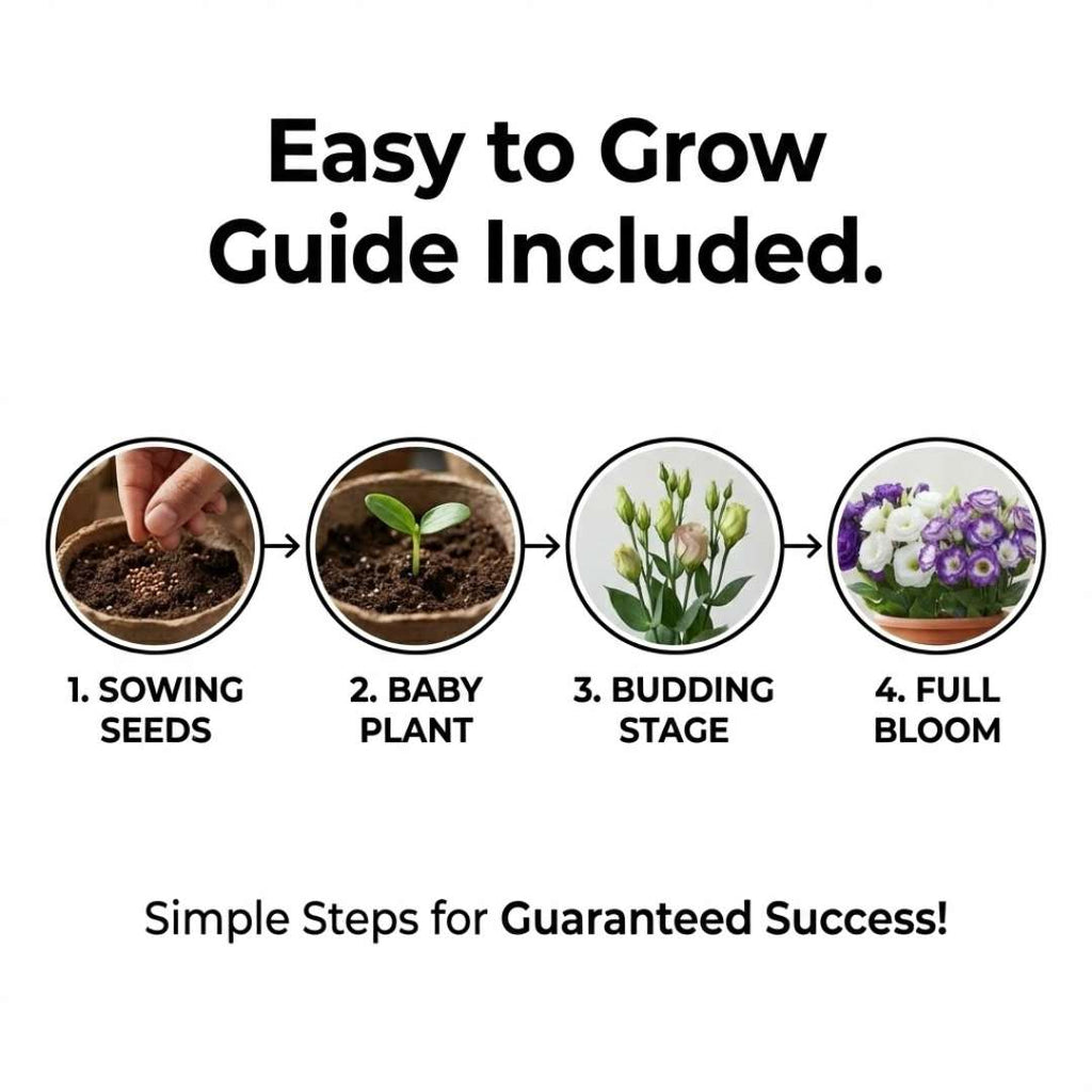 Premium Lisianthus (Prairie Rose / Gul-e-Naz) Flower Seeds | BUY 1 GET 2 FREE