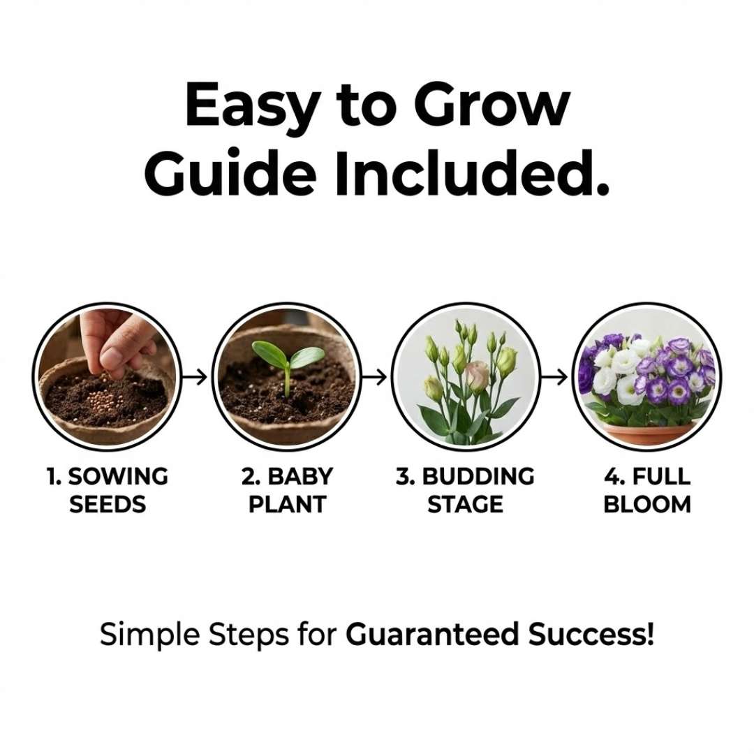 Premium Lisianthus (Prairie Rose / Gul-e-Naz) Flower Seeds | BUY 1 GET 2 FREE