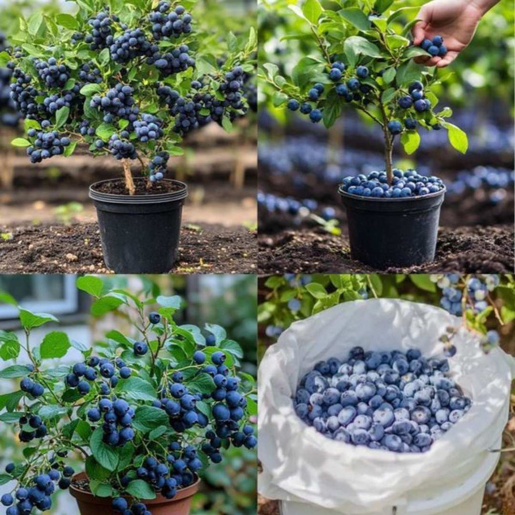 Premium Giant Blueberry Fruit Seeds | BUY 1 GET 2 FREE