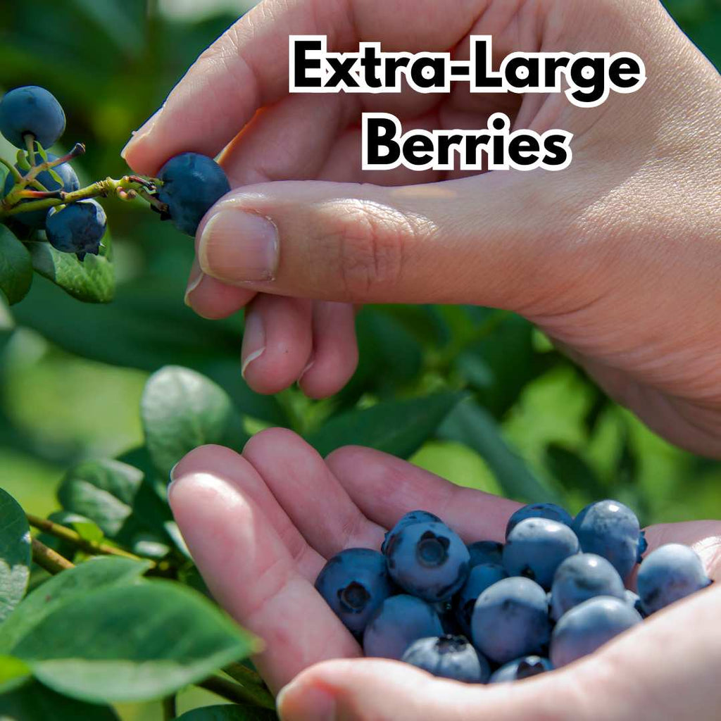 Premium Giant Blueberry Fruit Seeds | BUY 1 GET 2 FREE